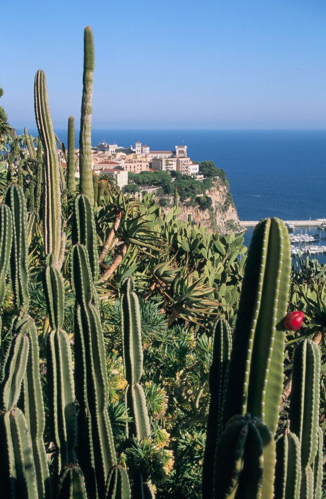 Jardin exotique district and the view of the Monaco-ville district.